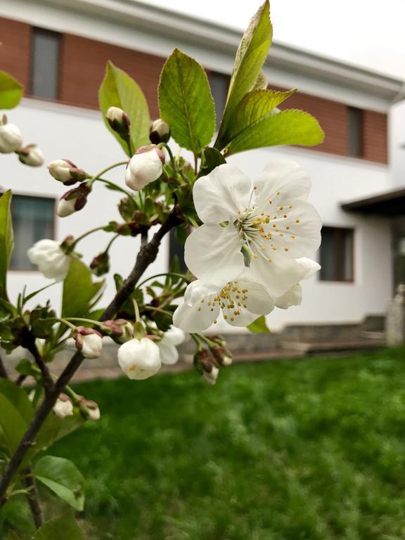 Gabala Sweet Lounge Villa Bagian luar foto